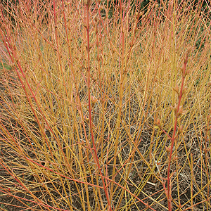 Cornus Sanguinea