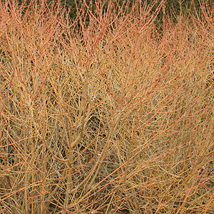 Cornus Sanguinea