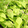 Cornus Alba - Aurea