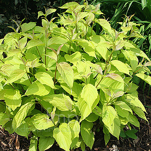 Cornus Alba 'Aurea' - Golden Dogwood