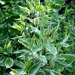 Cornus Alba Elegantissima