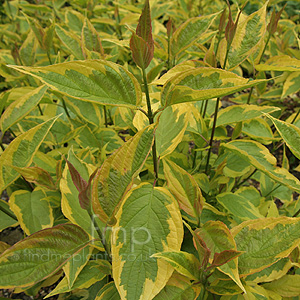 Cornus Alba 'Gouchaltii'