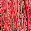 Cornus Alba - Siberica