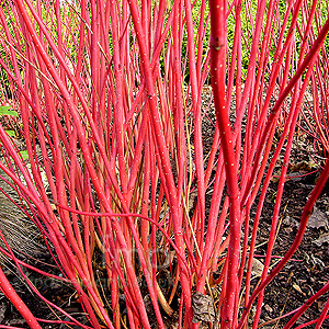 Cornus Alba 'Siberica' - White Stemmed Dogwood