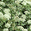 Cornus Alternifolia - Argentea