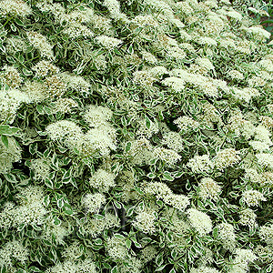 Cornus Alternifolia Argentea