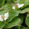 Cornus Canadensis