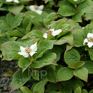 Cornus Canadensis - Creeping Dogwood