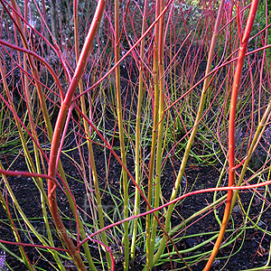 Cornus Stolonifera 'Cardinal'