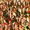 Cornus Kousa - chinensis