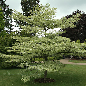 Cornus Controversa 'Variegata' - Variegated Dogwood