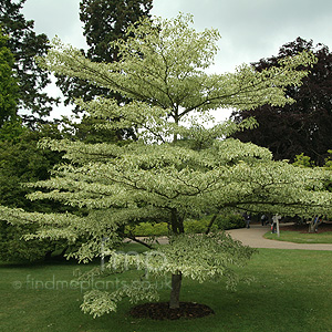 Cornus Controversa 'Variegata' - Variegated Dogwood