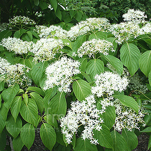 Cornus Controversa - Dogwood