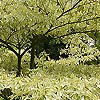 Cornus Controversa - Variegata