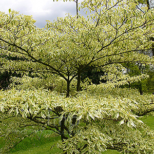 Cornus Controversa - Variegated Dogwood
