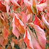 Cornus - Eddies White Wonder