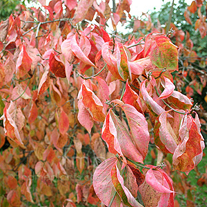 Cornus 'Eddies White Wonder'