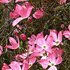 Cornus Florida