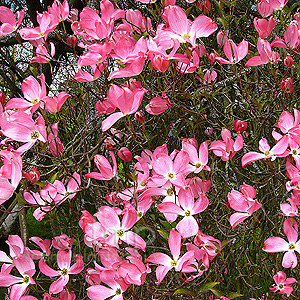 Cornus Florida - Red Stemmed Dogwood