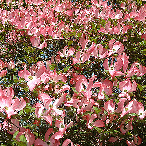 Cornus Florida rubra - Dogwood