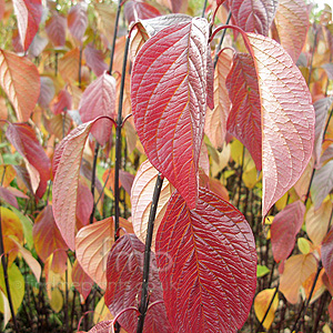 Cornus Alba 'Kesselringii'