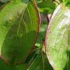 Cornus Kousachinessis