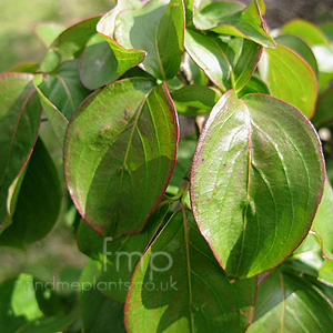 Cornus Kousachinessis