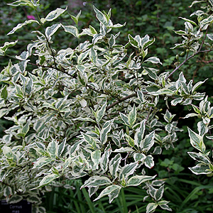 Cornus Mas 'Variegata' - Cornelian Cherry