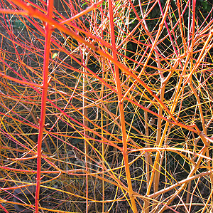 Cornus Sanguinea 'Midwinter Fire'