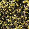 Cornus Officinalis