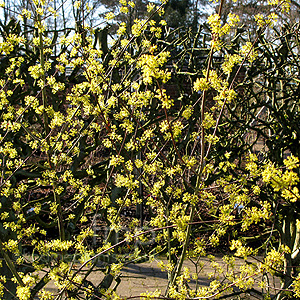 Cornus Officinalis