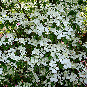 Cornus Rutgersiensis Aurora