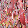 Cornus Sanguinea