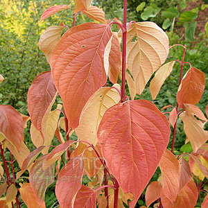 Cornus Sericea 'Cardinal'