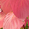 Cornus Stolonifera  - Baileyi