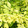 Cornus Sericea - Sunshine