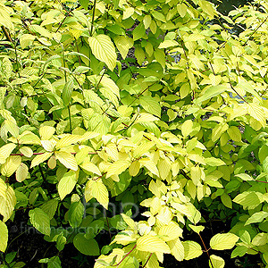 Cornus Sericea Sunshine