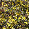 Corokia Cotoneaster