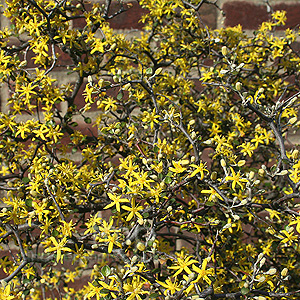 Corokia Cotoneaster - Wire Netting Bush, Corokia