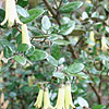 Correa Beuvronensis