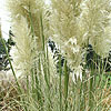 Cortaderia Selloana - Aureolineata