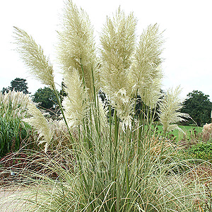 Cortaderia Selloana 'Aureolineata' - Pampass Grass, Cortaderia