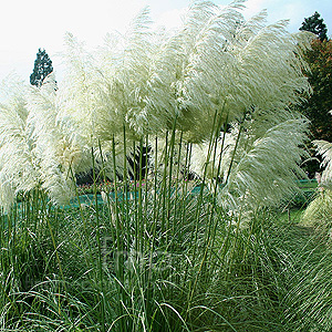 Cortaderia Selloana 'Monstrosa' - Pampass Grass, Cortaderia