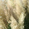 Cortaderia Selloana - Pumila