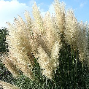 Cortaderia Selloana 'Pumila' - Pampass Grass, Cortaderia