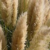 Cortaderia Selloana