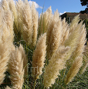 Cortaderia Selloana - Pampass Grass, Cortaderia