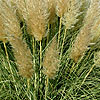 Cortaderia Selloana - Splendid Star