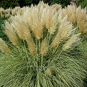 Cortaderia Selloana 'Splendid Star' - Pampass Grass, Cortaderia