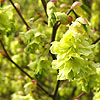 Corylopsis Glabrescens